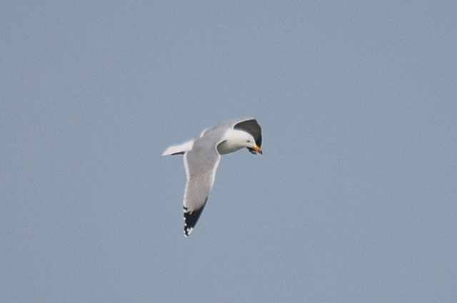 Gabbiano da identificare